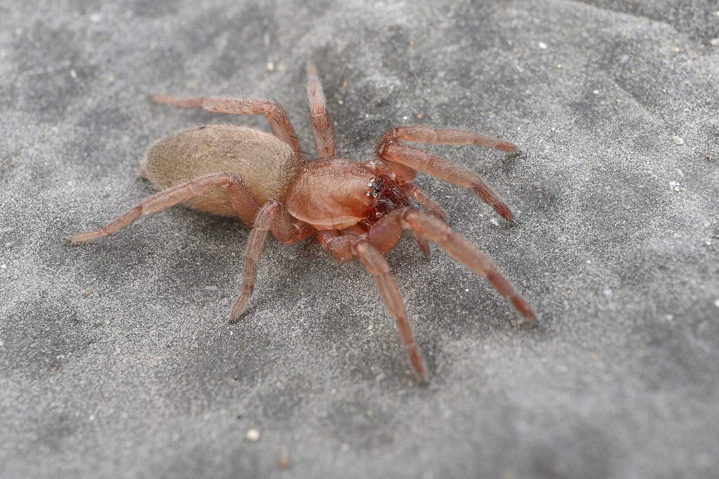 Drassodes sp.  - Portovenere (SP)